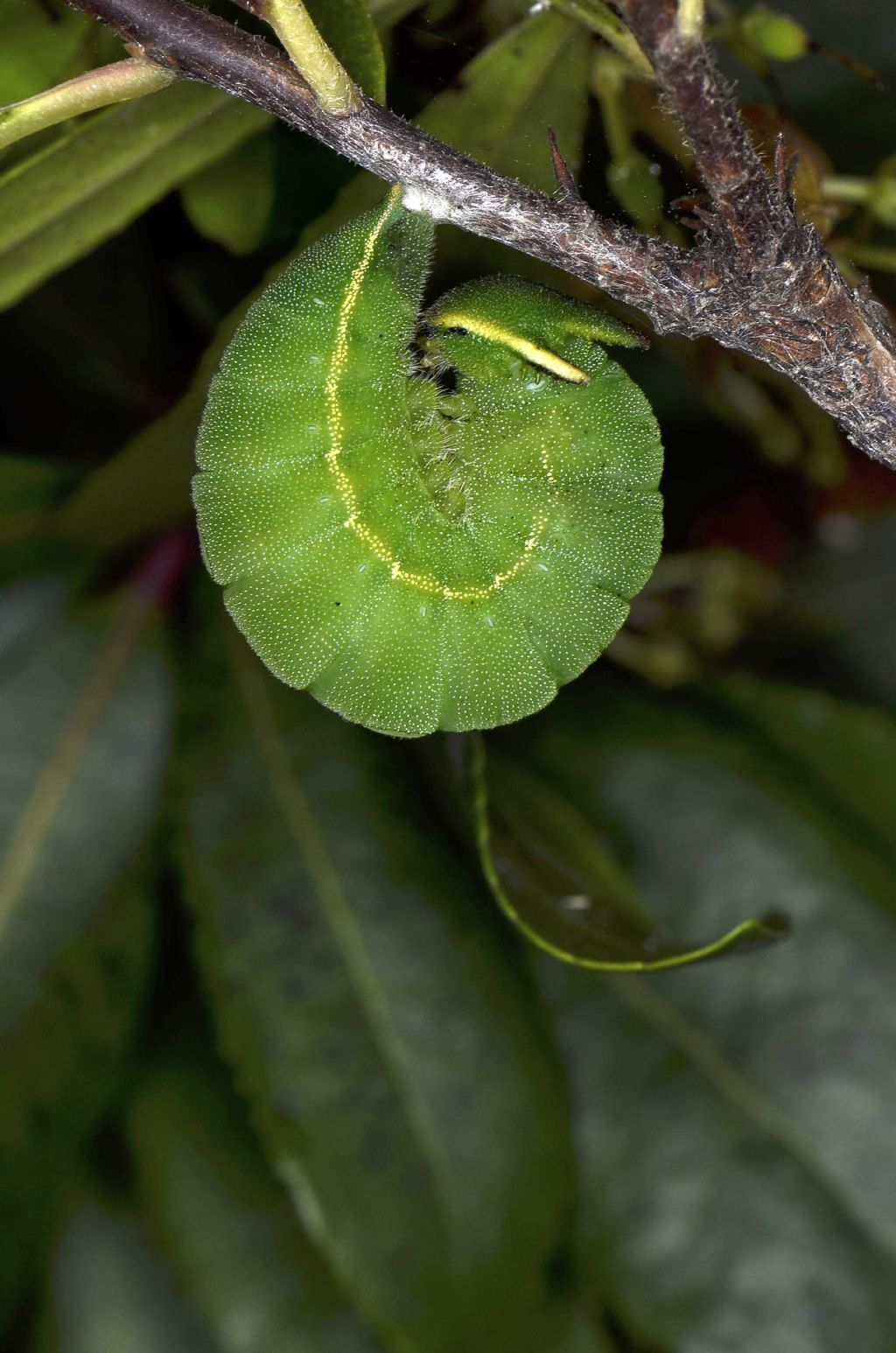 Ninfosi Charaxes jasius